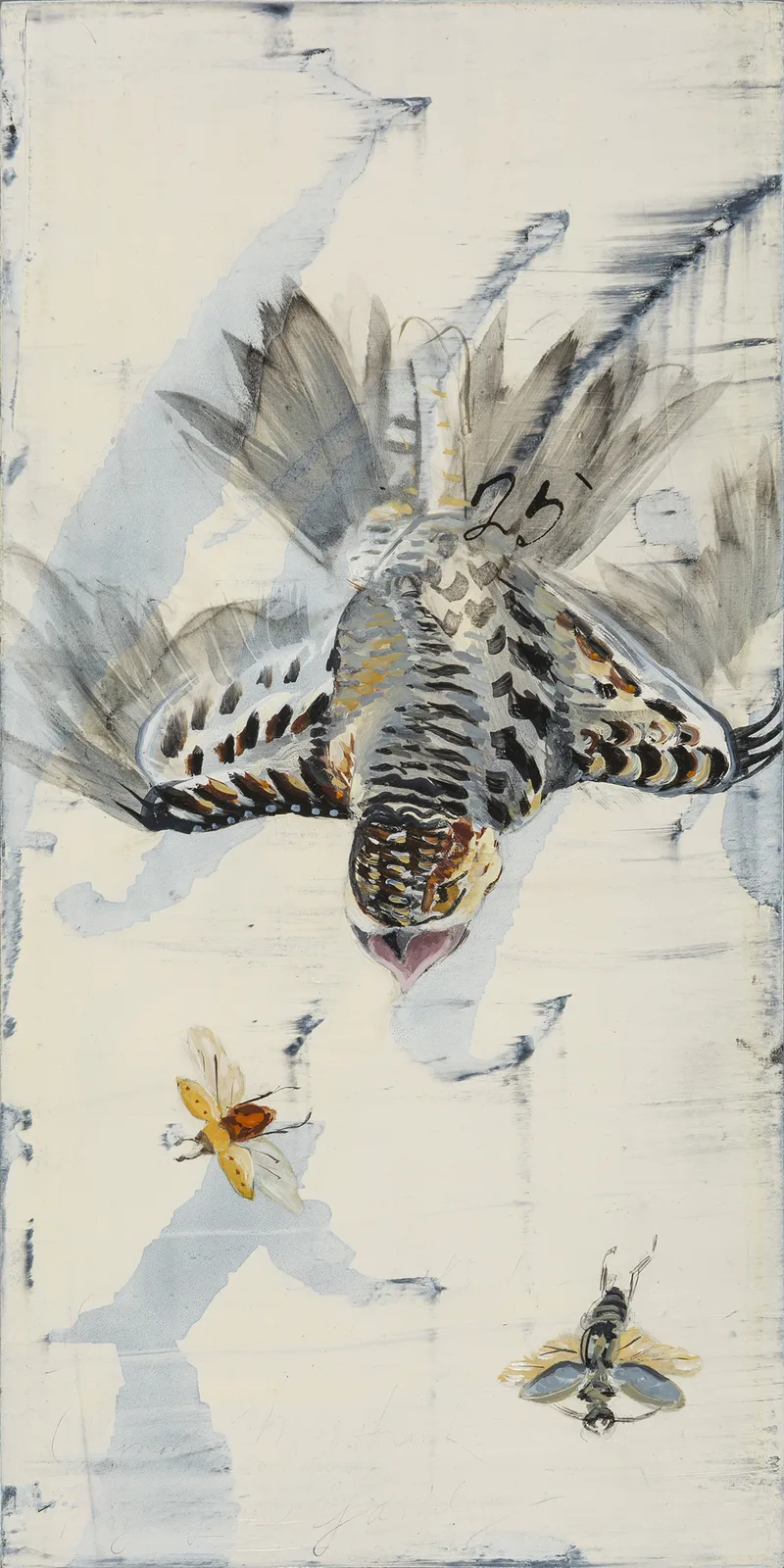Specimens (with Nighthawk)